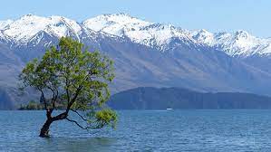 Wanaka tree, en Nouvelle Zélan, de saule solitaire au milieu du lac Wanaka. TRIP - HOP brasse en mémoire du saule une bière blanche américaine : la Wanaka 